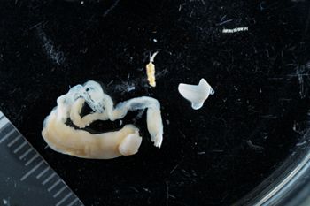 Media type: image;   Malacology 169904 Description: Digital documentation photo of preserved specimen.;